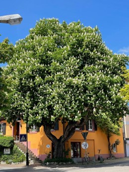 Horse Chestnut in Lehen