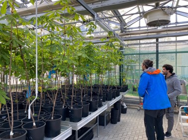 Trees in greenhouse